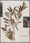 Foto von Salix candida Flüggé ex Willd. x Salix petiolaris Sm.